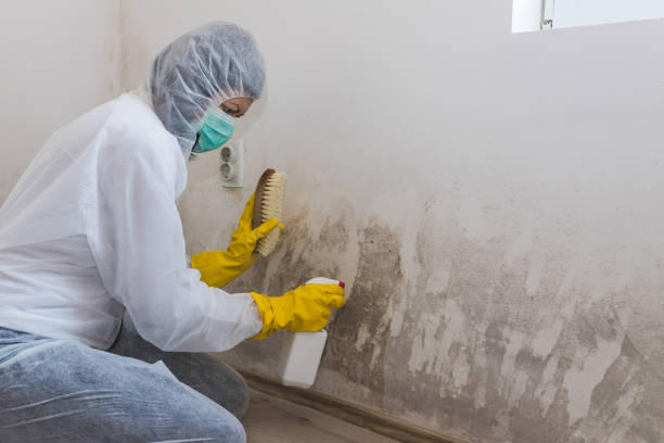 Professional Mold Removal in Cypress Lake, FL