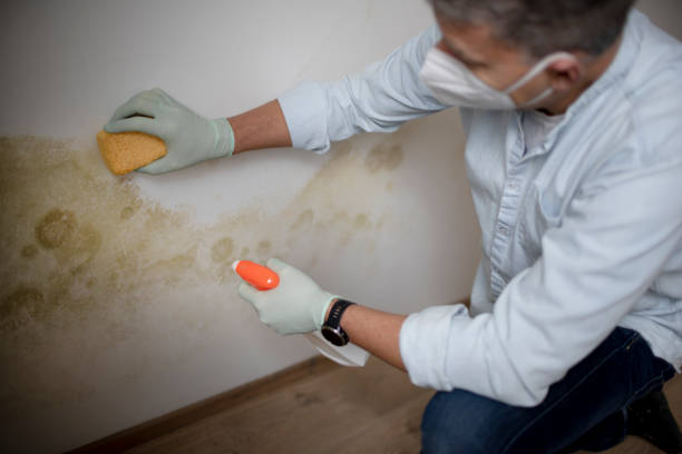 Professional Mold Removal in Cypress Lake, FL