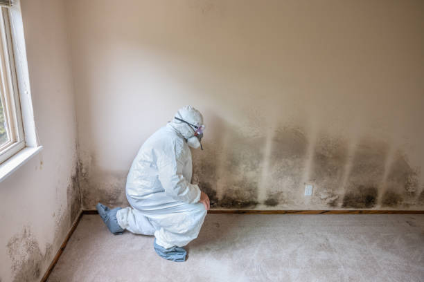 Best Mold Damage Repair  in Cypress Lake, FL