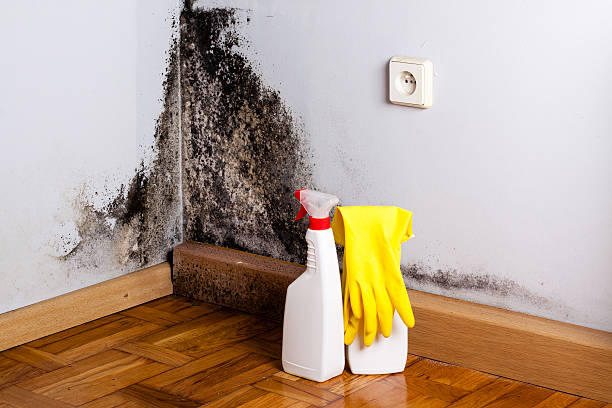 Best Toxic Mold Removal  in Cypress Lake, FL