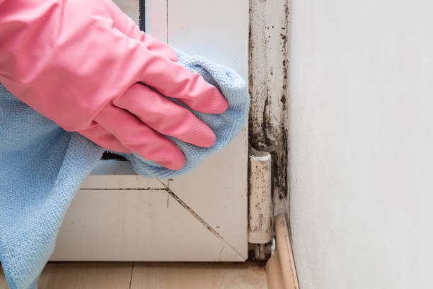 Best Same-Day Mold Removal  in Cypress Lake, FL