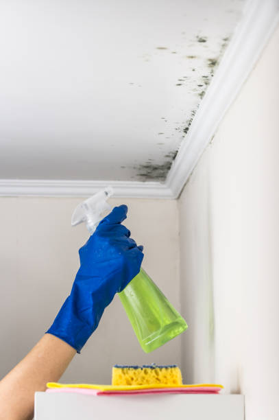 Best Home Mold Removal  in Cypress Lake, FL